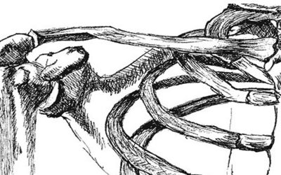 A Soha többé vállfájás! műhely anyagai